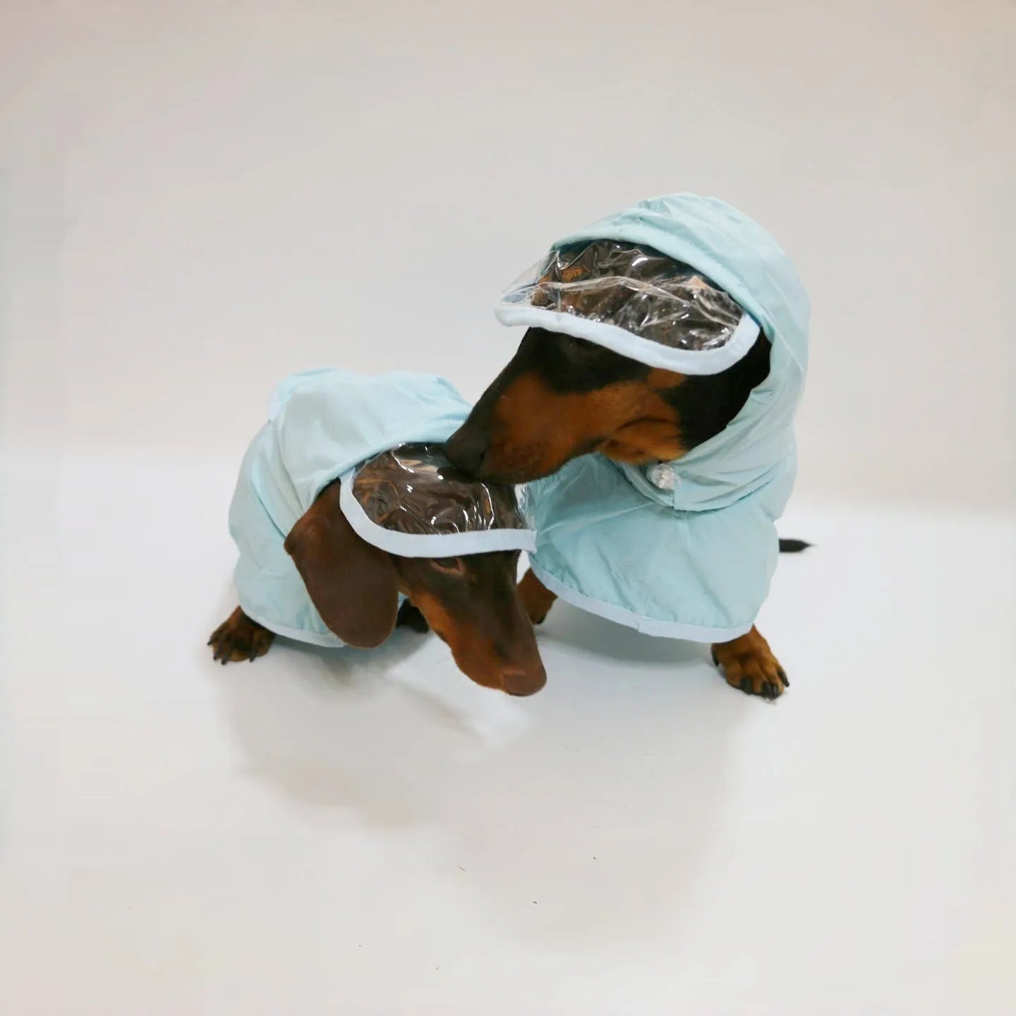 Blue Rain Dachshund Overall