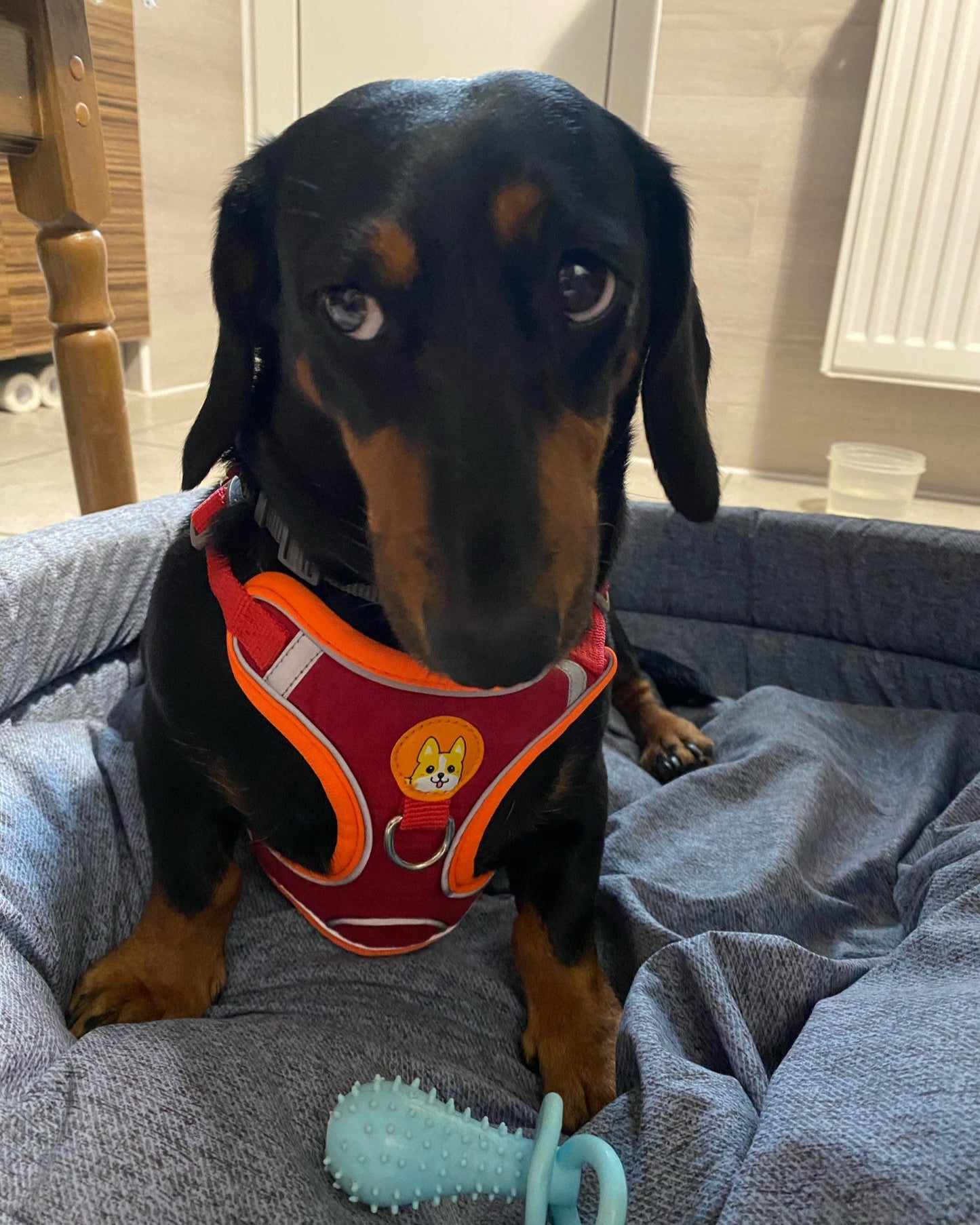 Reflective Dachshund Harness and Leash Set