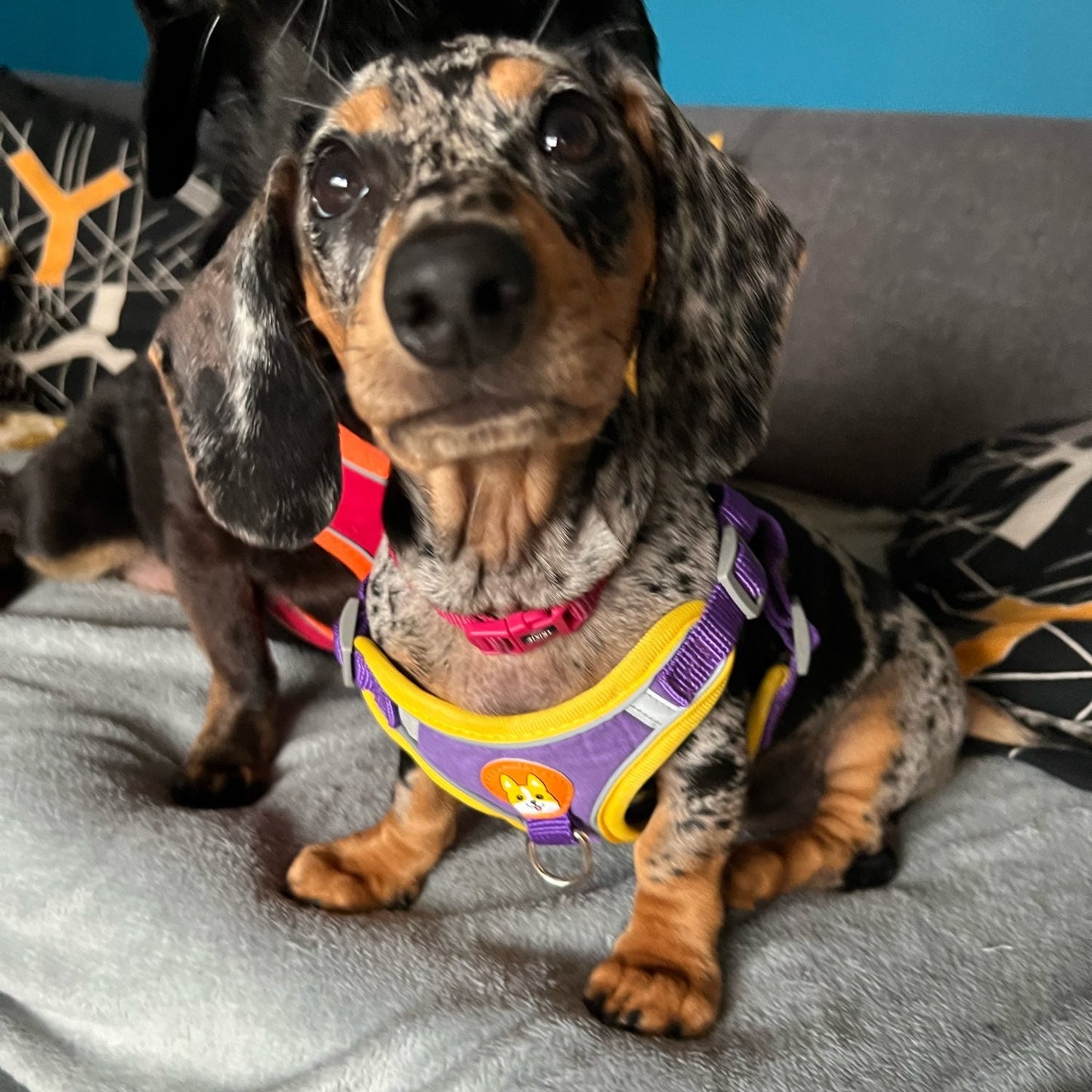 Reflective Dachshund Harness and Leash Set