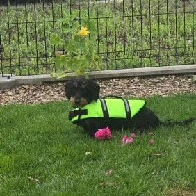 Weenie Dog Life Vest