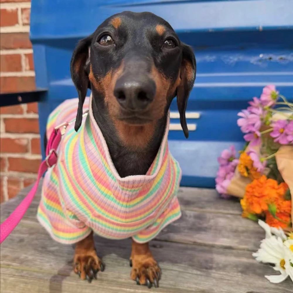 Rainbow Dachshund Turtleneck