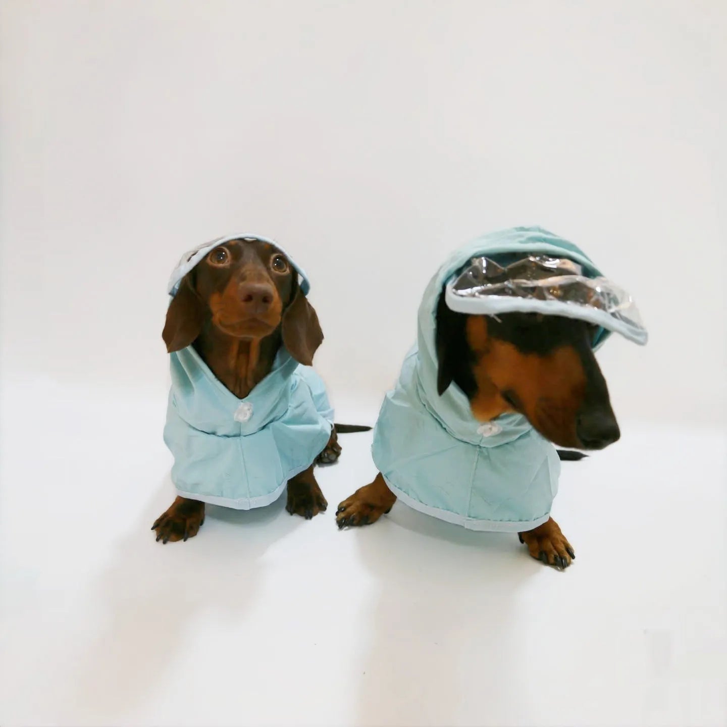 Blue Rain Dachshund Overall