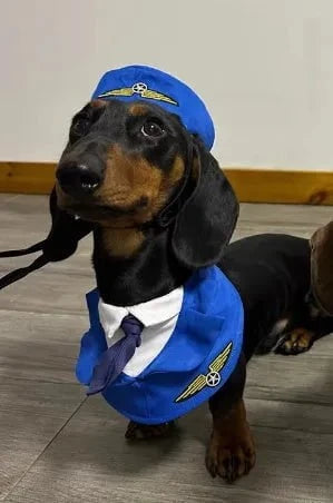 Dachshund Dog Pilot Costume Blue Pilot / S: 25–29 cm / 9–11 in The Doxie World