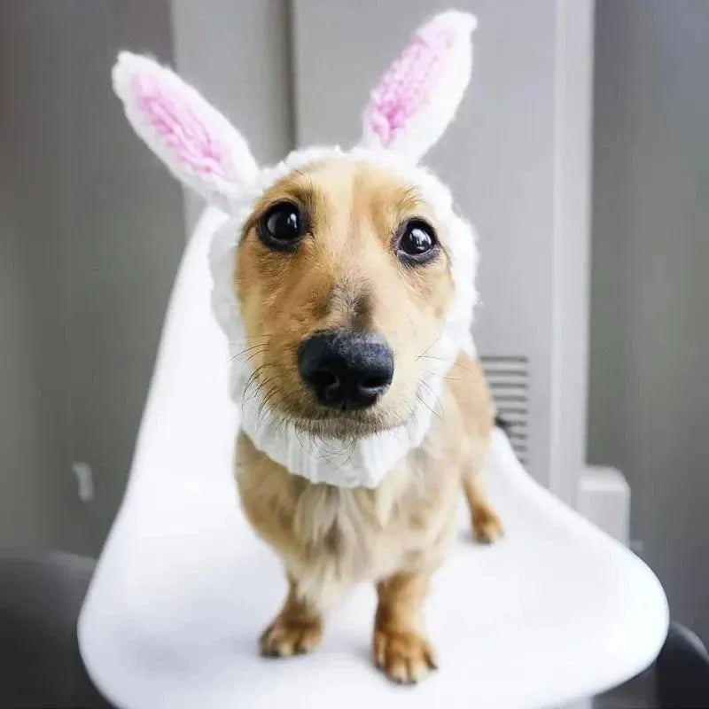 Dachshund Rabbit Hat The Doxie World
