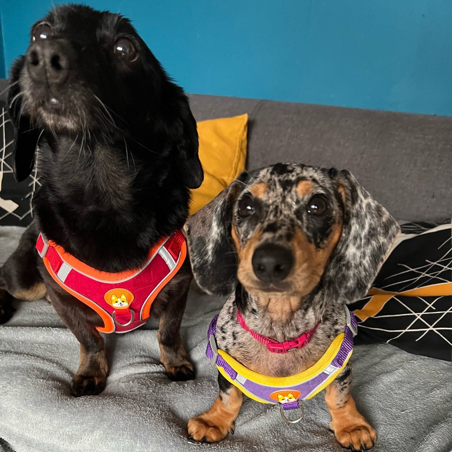 Reflective Dachshund Harness and Leash Set