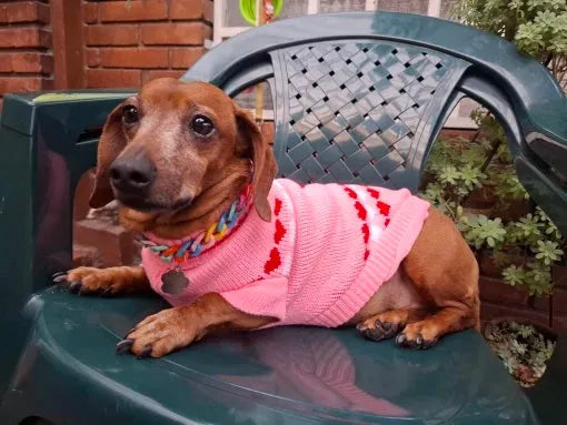 Pink Sweater for Wiener Dogs