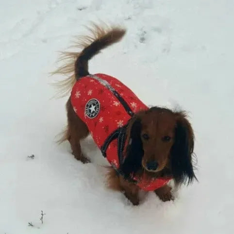 Fashion Stars Dachshund Jacket The Doxie World