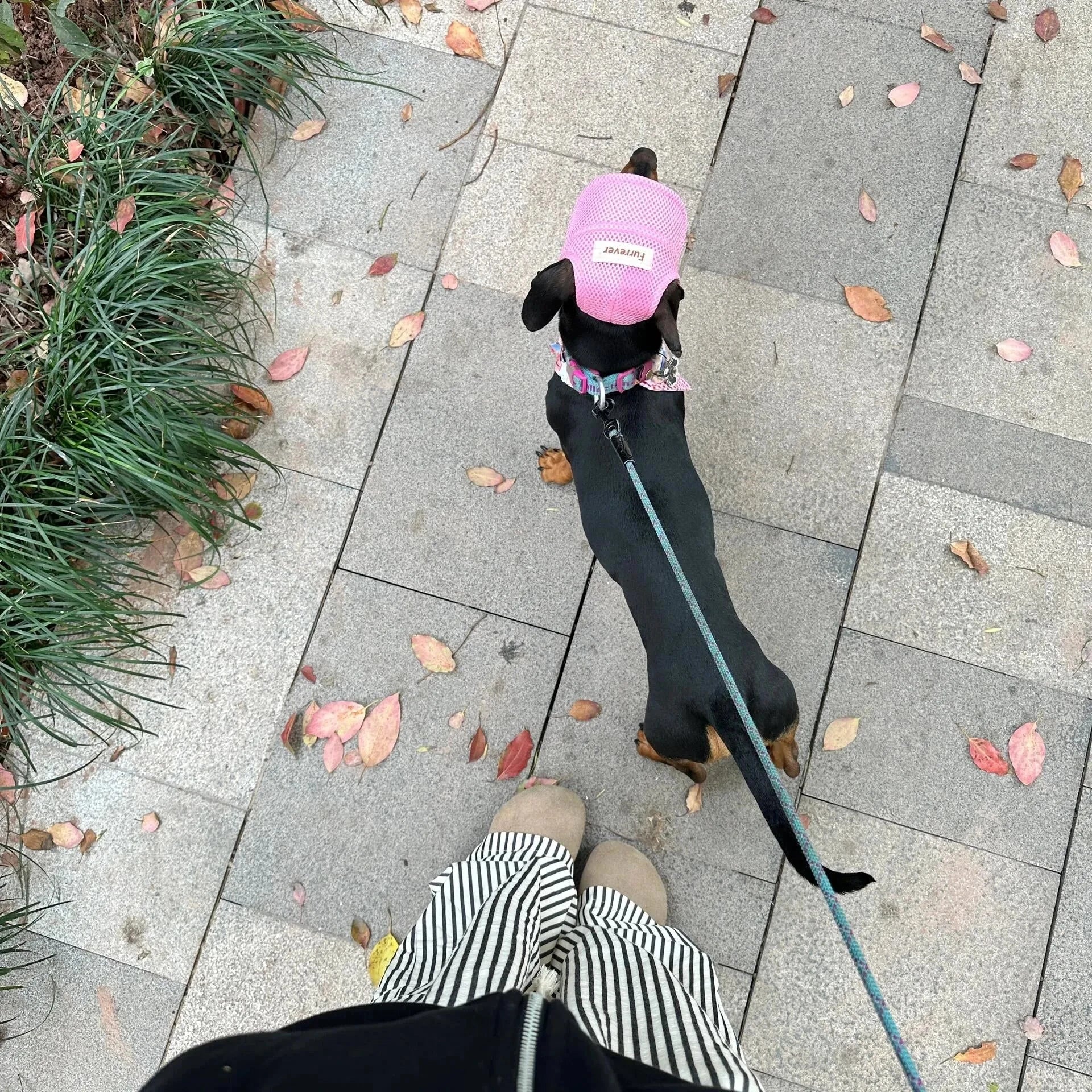 Graphic Baseball Dachshund Hat The Doxie World