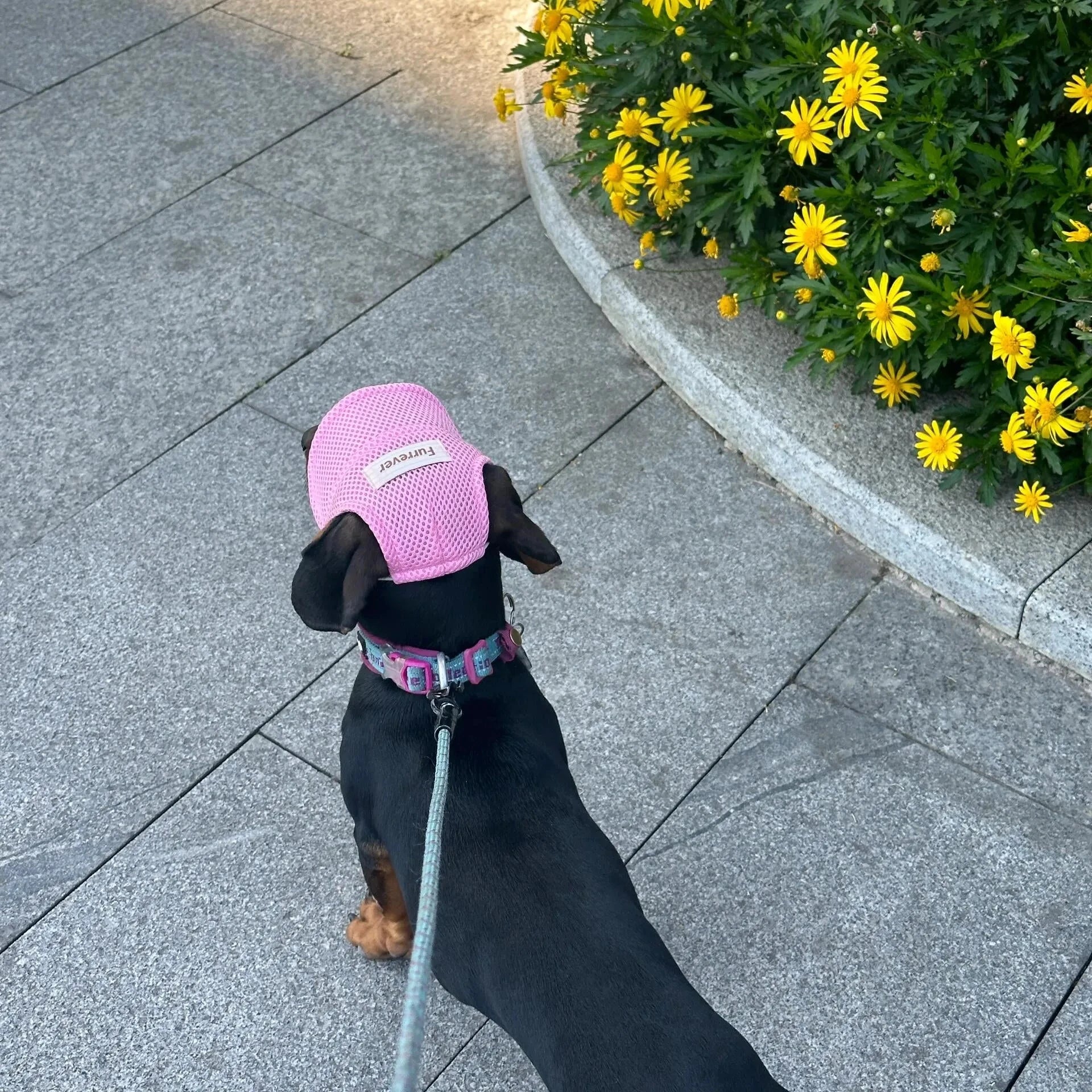 Graphic Baseball Dachshund Hat The Doxie World