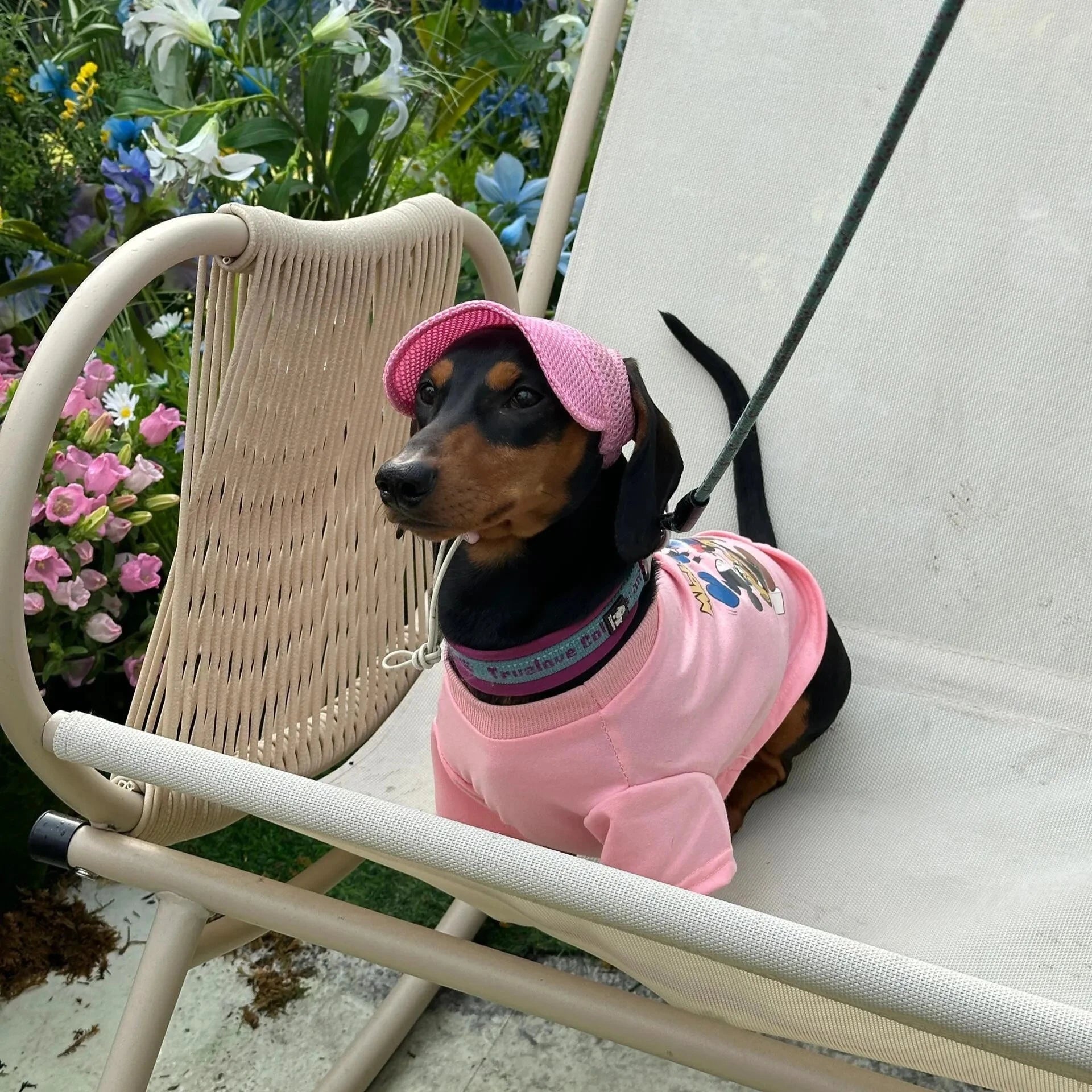 Graphic Baseball Dachshund Hat The Doxie World