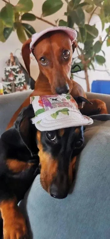 Graphic Baseball Dachshund Hat The Doxie World