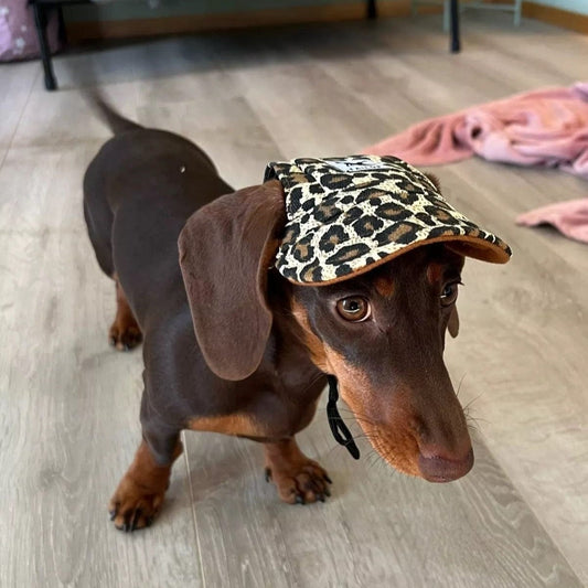 Graphic Baseball Dachshund Hat D Leopard / S The Doxie World