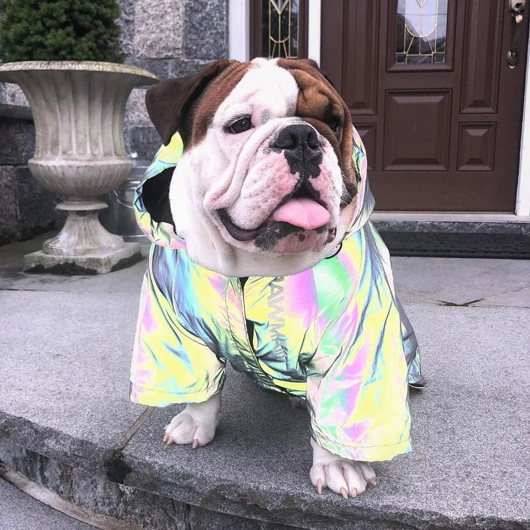 Holographic Dachshund Jacket The Doxie World