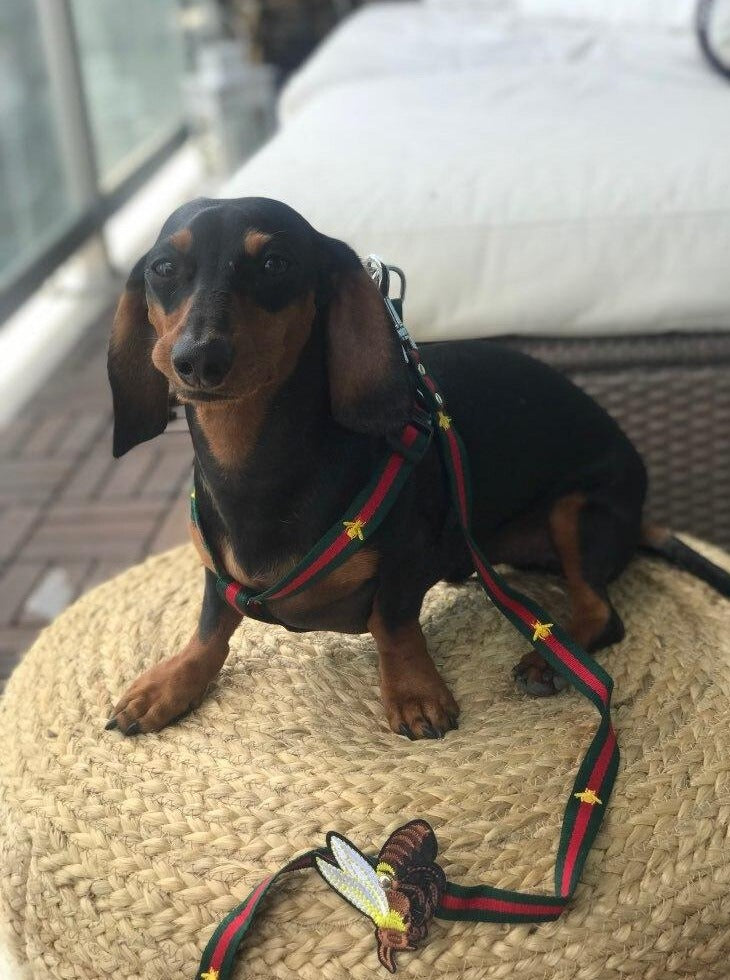 Luxury Dachshund Harness And Leash Set The Doxie World