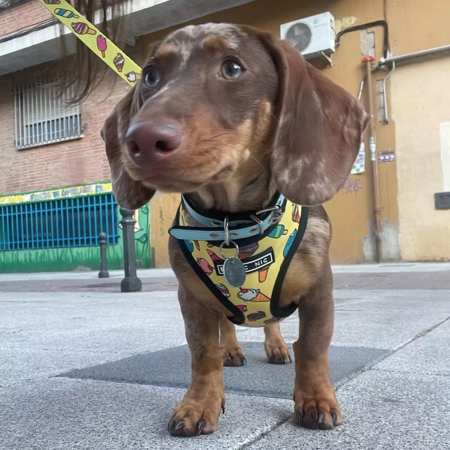 Palms Dachshund Harness and Leash Set The Doxie World