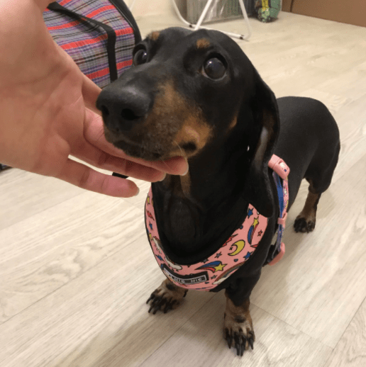 Palms Dachshund Harness and Leash Set The Doxie World