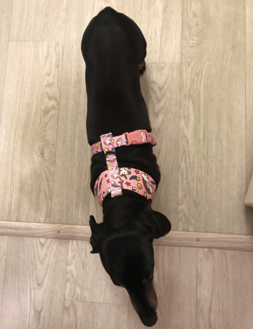 Palms Dachshund Harness and Leash Set The Doxie World