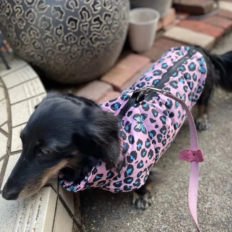 Pink Butterflies Dachshund Jacket Butterflies / S The Doxie World