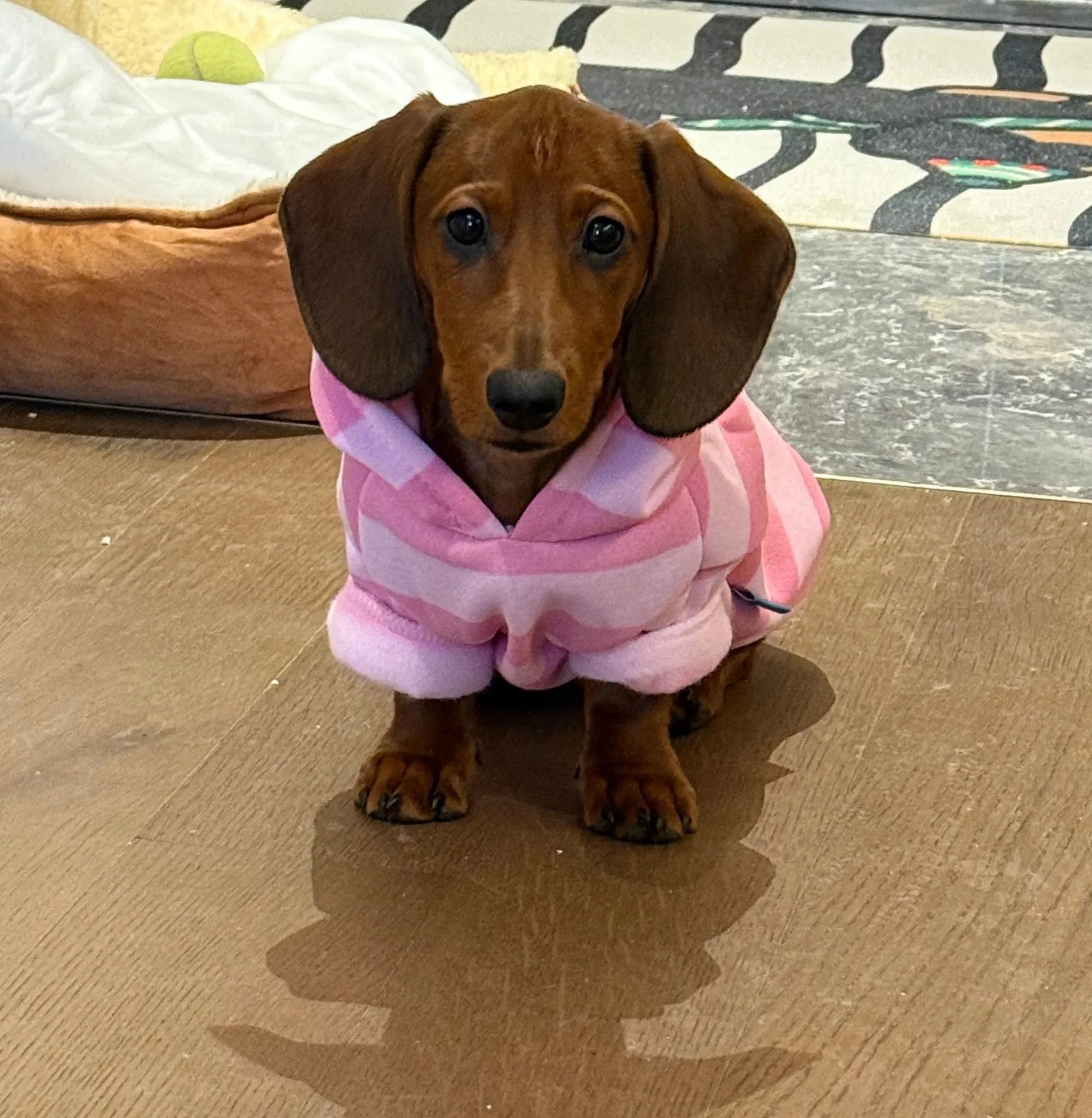 Pink Dachshund Hoodie The Doxie World