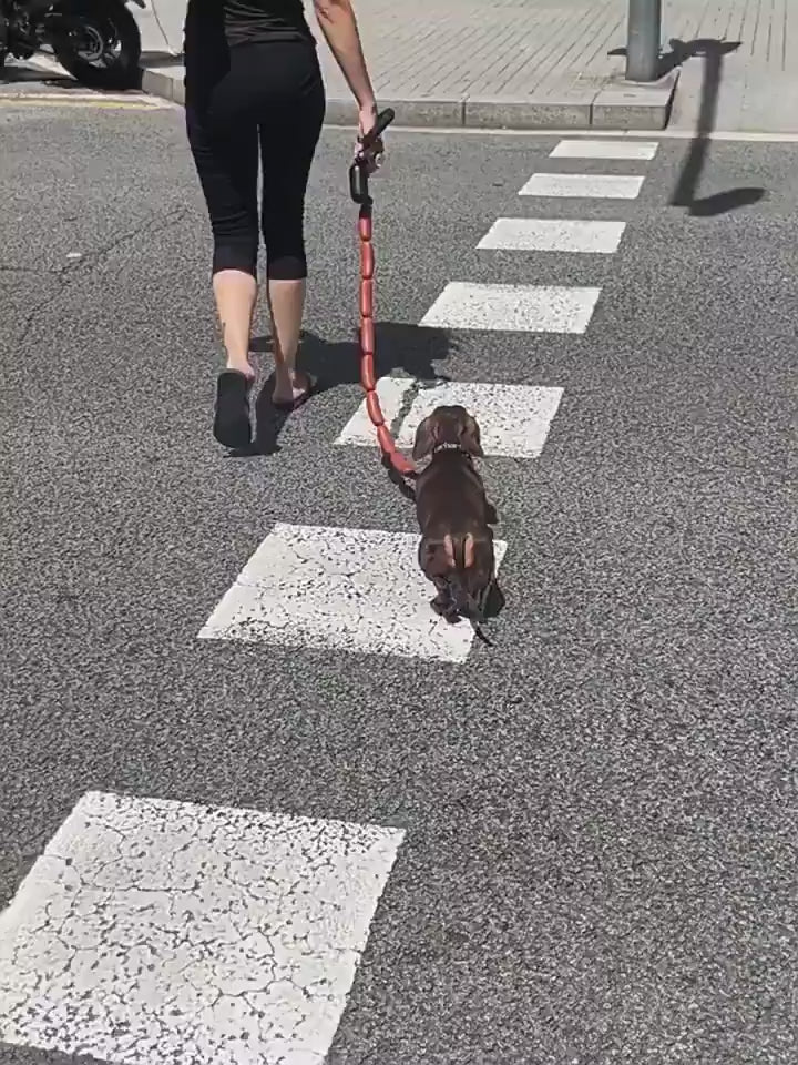 Sausage dog fashion leash