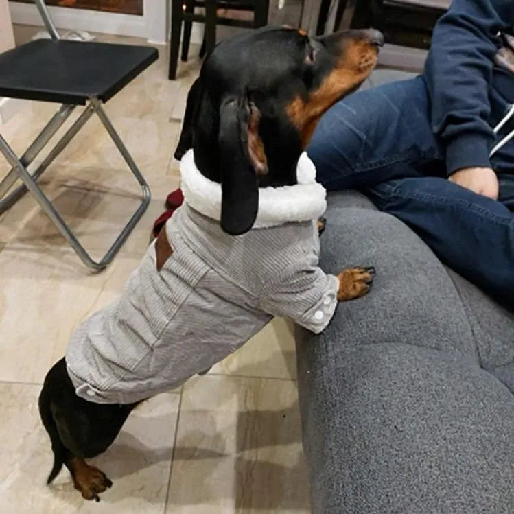 Ribbed Velvet Dachshund Jacket The Doxie World