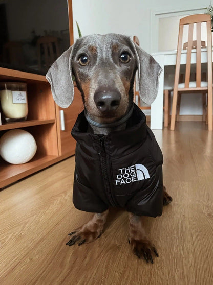 The Dog Face Jacket For Dachshunds The Doxie World