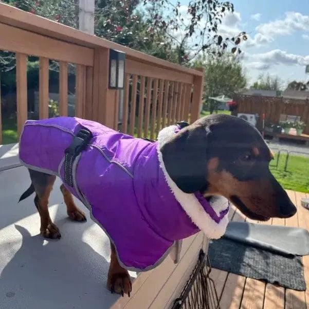 Warm Fleece Dachshund Coat The Doxie World