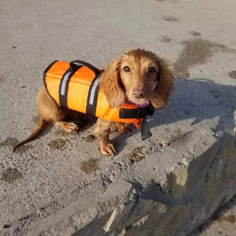 Weenie Dog Life Vest The Doxie World