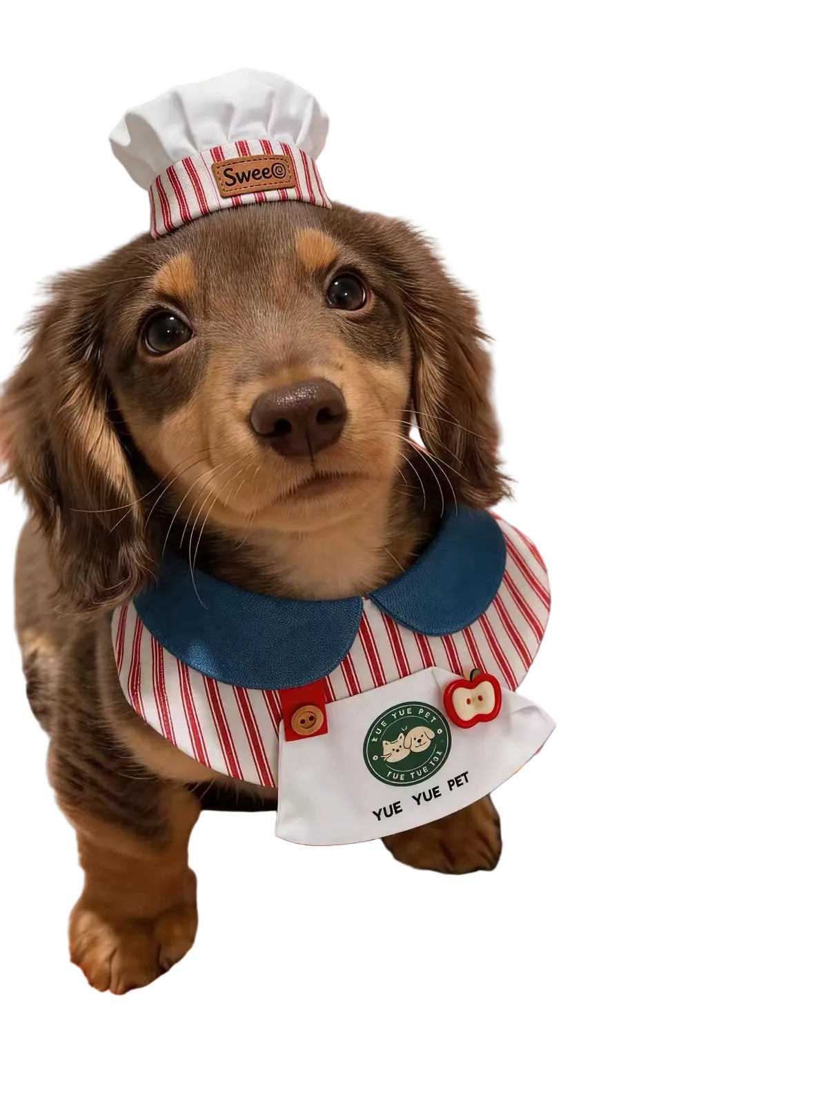 Wiener Dog Chef Costume The Doxie World