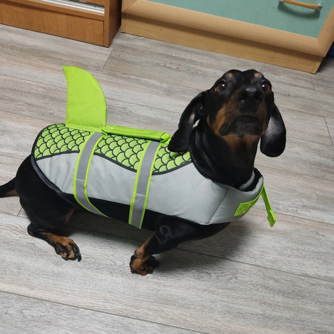 Shark Dachshund Life Jacket