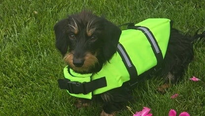Weenie Dog Life Vest