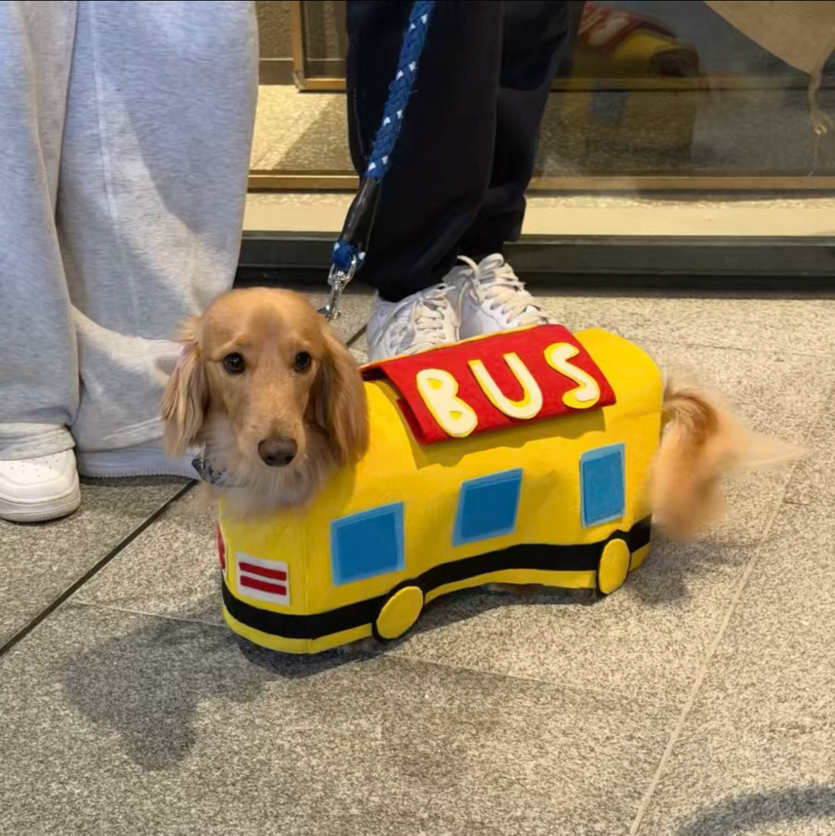 Dachshund Dog Bus Costume