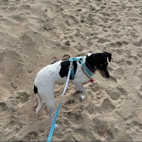 White Hearts Dachshund Harness Set