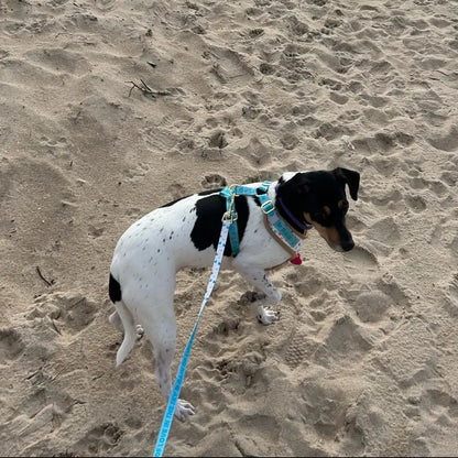 White Hearts Dachshund Harness Set
