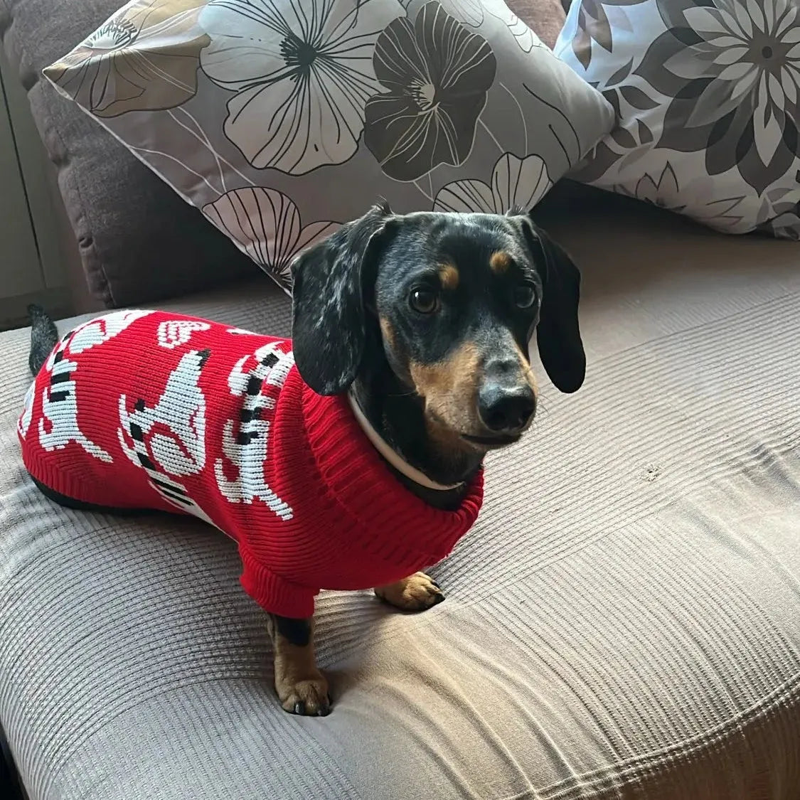 Dachshund Puppy Red Sweater