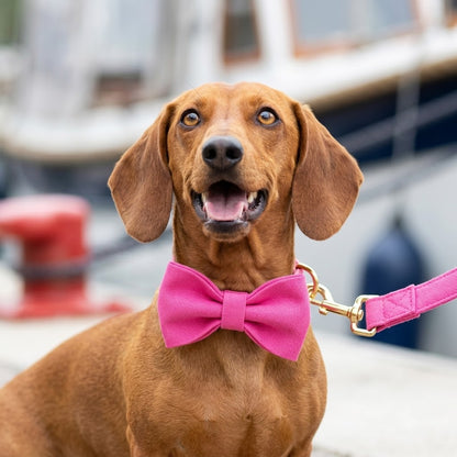 Bowtie Dog Collar and Leash Set