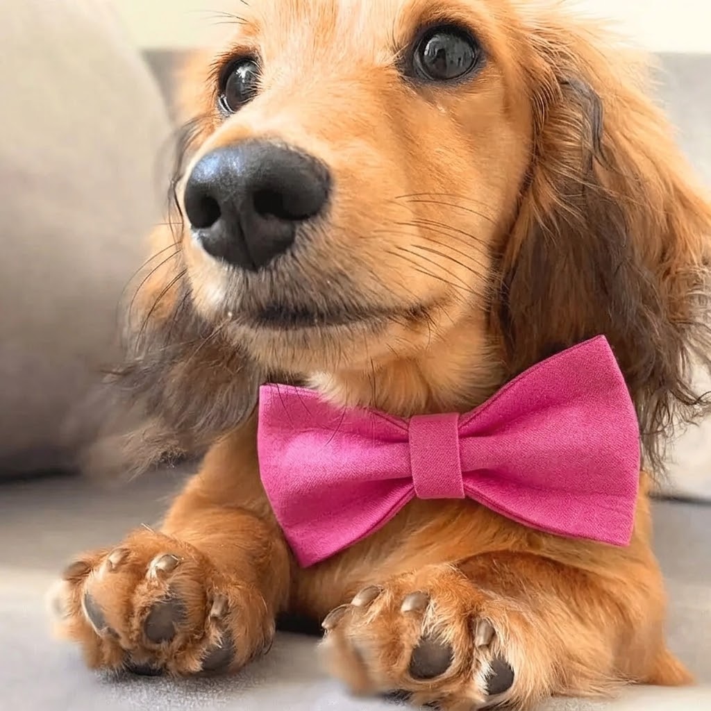 Bowtie Dog Collar and Leash Set