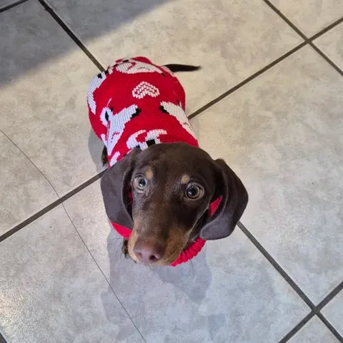 Cachorro salchicha con suéter rojo