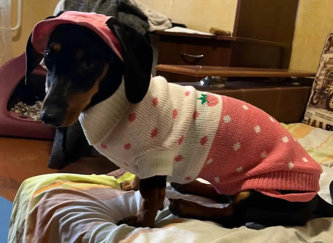 Dachshund Giraffe Sweater