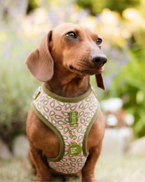 Avocado Dachshund Harness Set The Doxie World