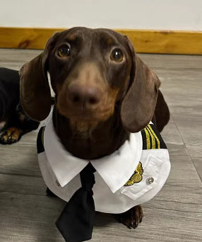 Dachshund Dog Pilot Costume