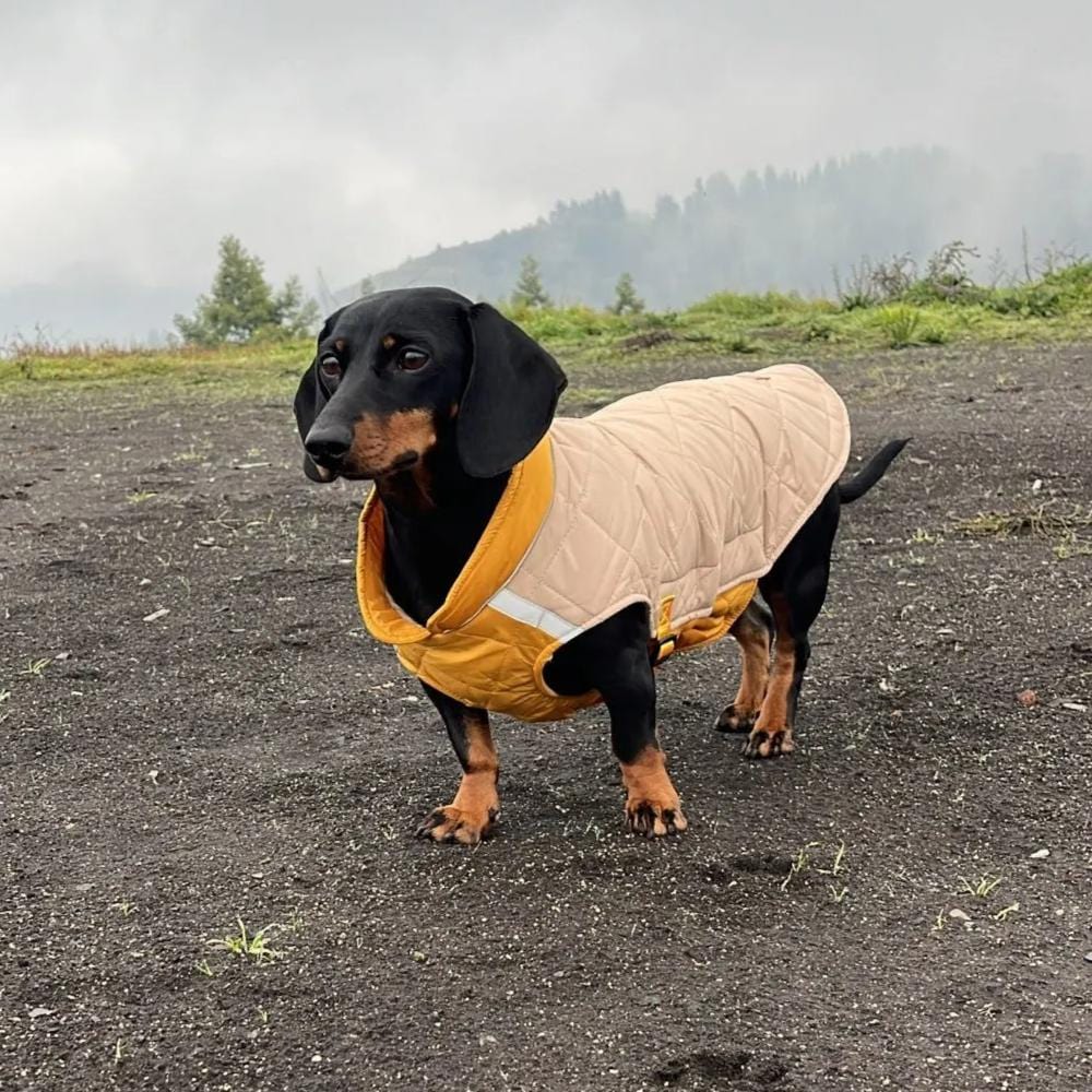 Colorblock Dachshund Jacket The Doxie World