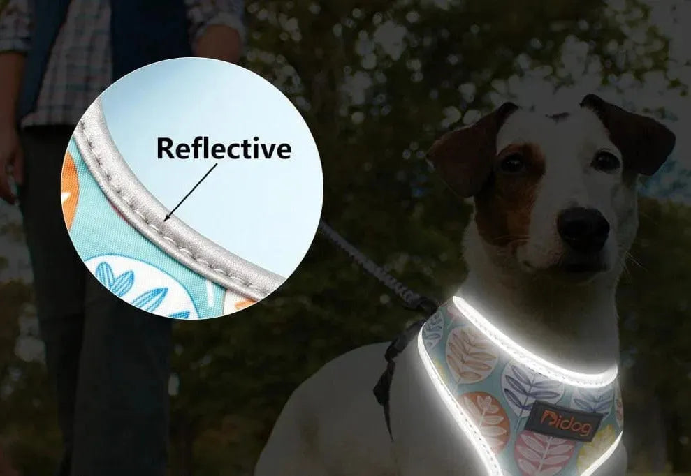 Colorful Dachshund Harness The Doxie World