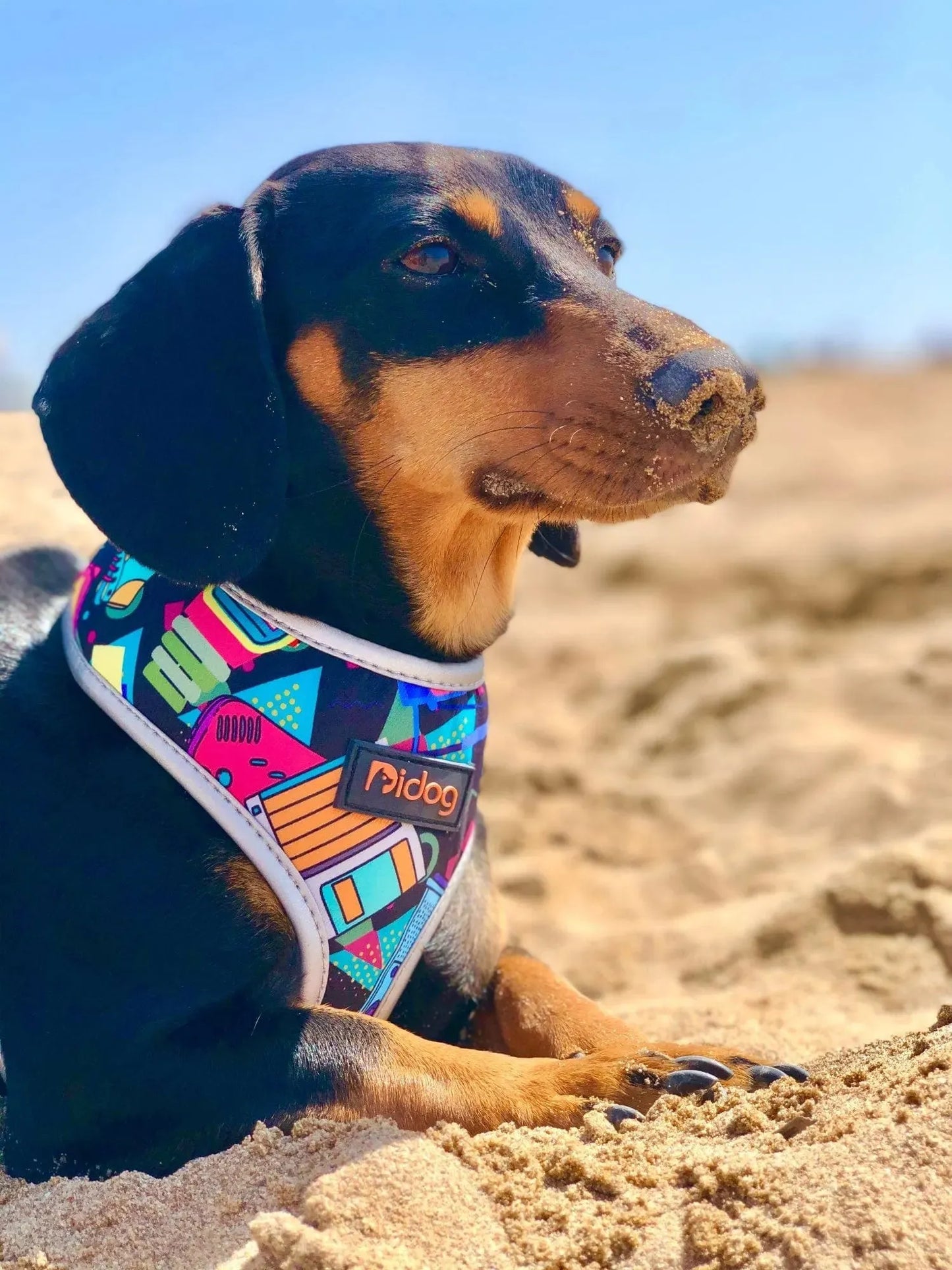 Colorful Dachshund Harness The Doxie World