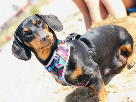 Colorful Dachshund Harness The Doxie World