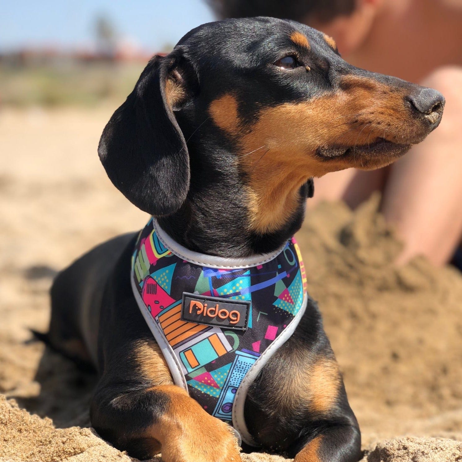 Colorful Dachshund Harness The Doxie World