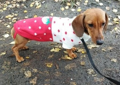 Dachshund Christmas Sweater Red Strawberry / 16 The Doxie World