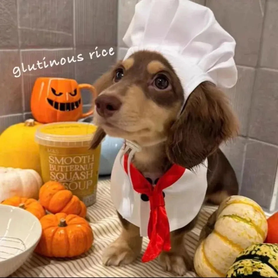 Dachshund Cook Costume The Doxie World