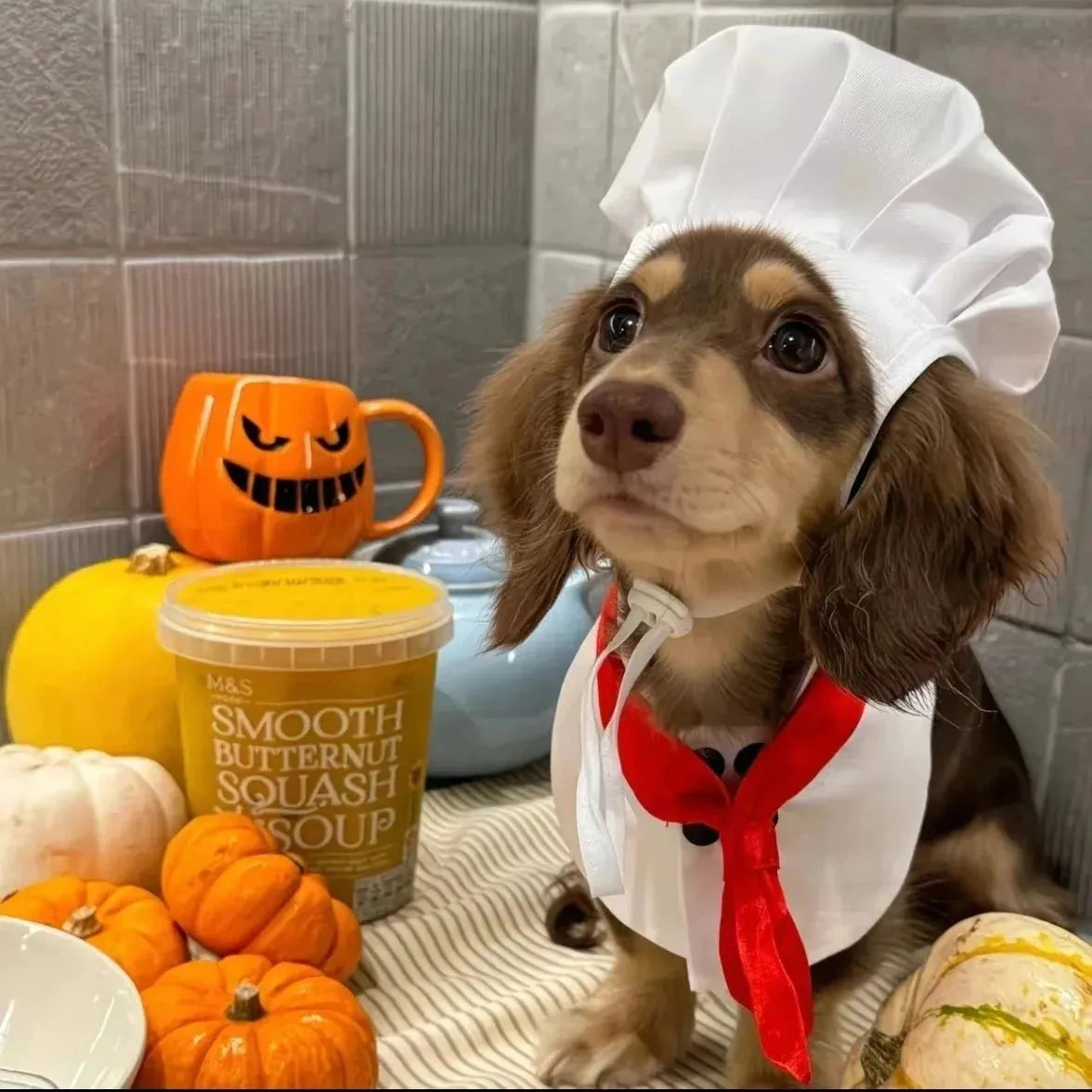 Dachshund Cook Costume The Doxie World