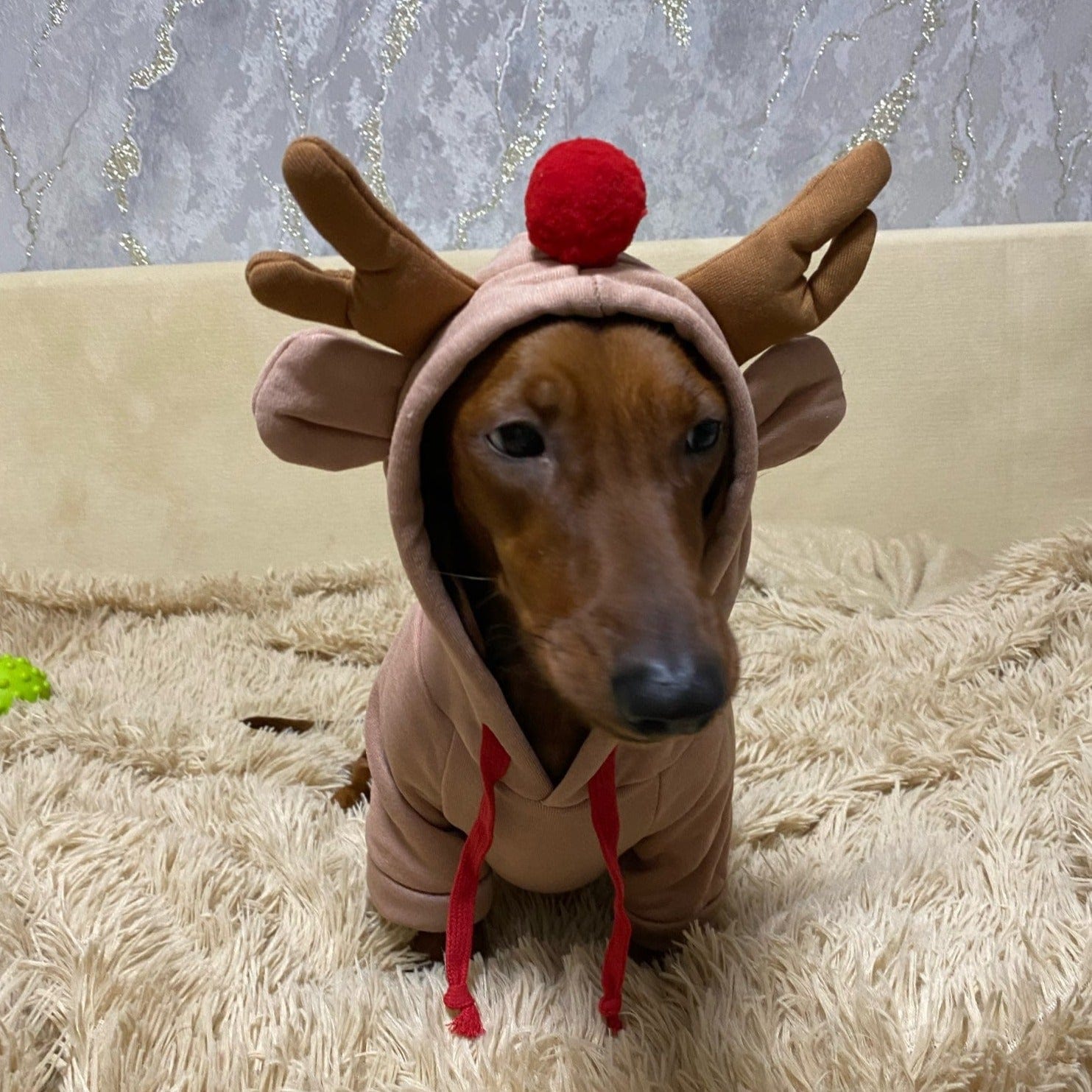 Dachshund sale santa suit